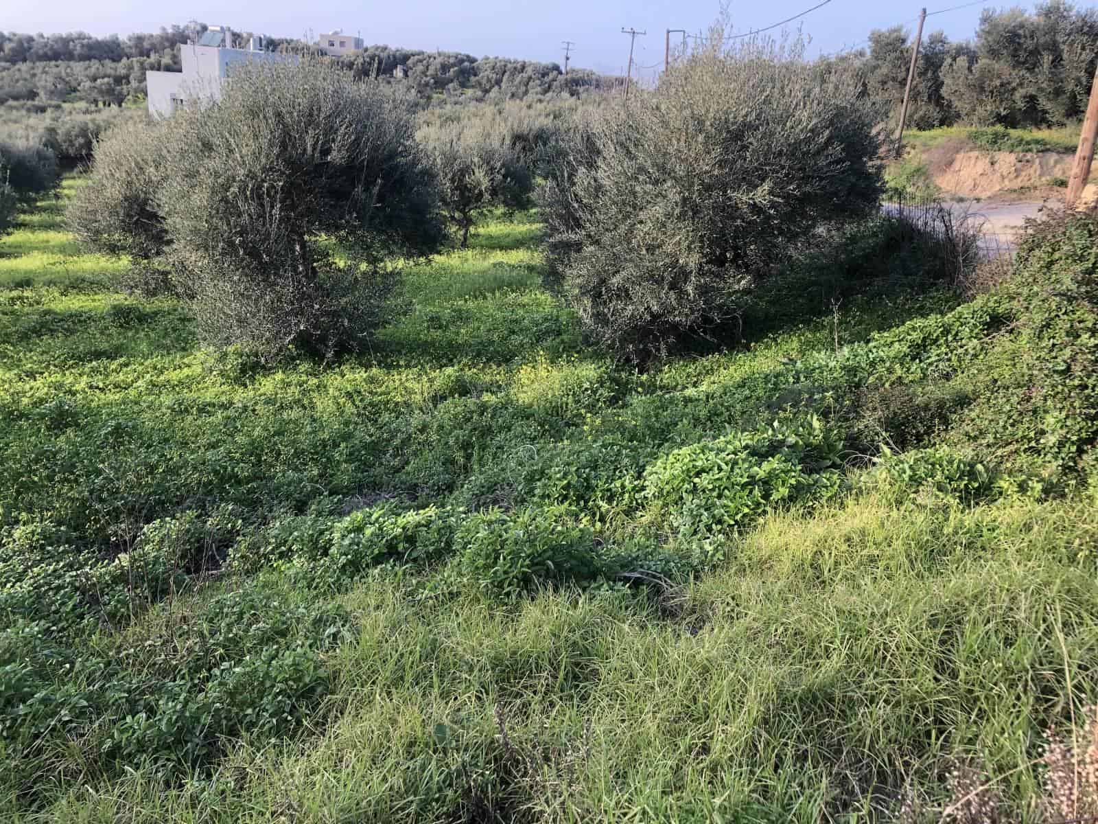 plot-for-sale-in-adele-rethymno-4