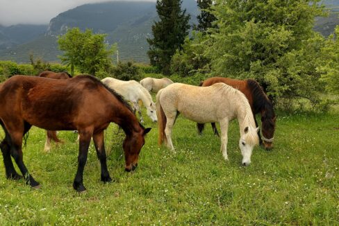 174610175_3996226523776852_292029218921073549_n