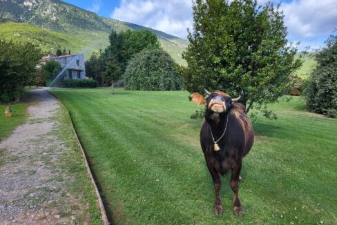 487306147_1078258707679872_8294382550355289709_n