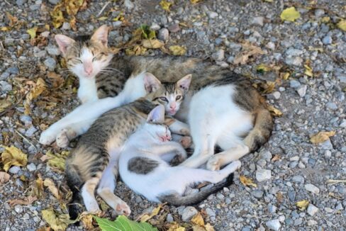 487544856_1080111327494610_8241771866404678196_n