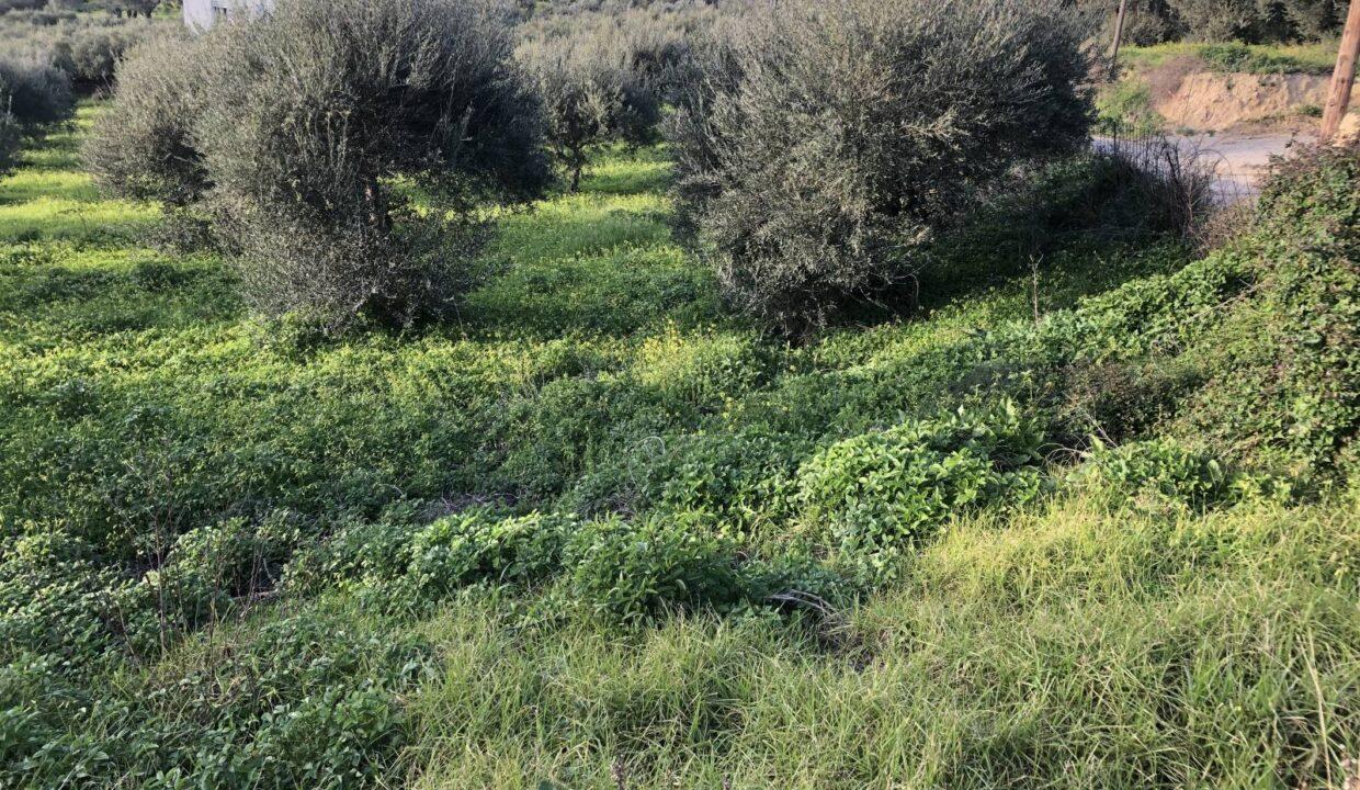plot-for-sale-in-adele-rethymno-4